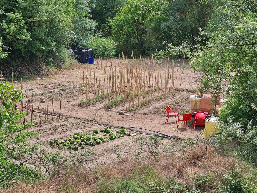 Imagen Fotos de los huertos cultivados